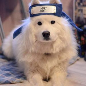 Meet your Posher, Elcapitan